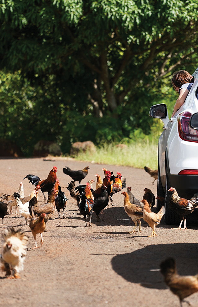 chickens roaming around a parking spot by a white car.