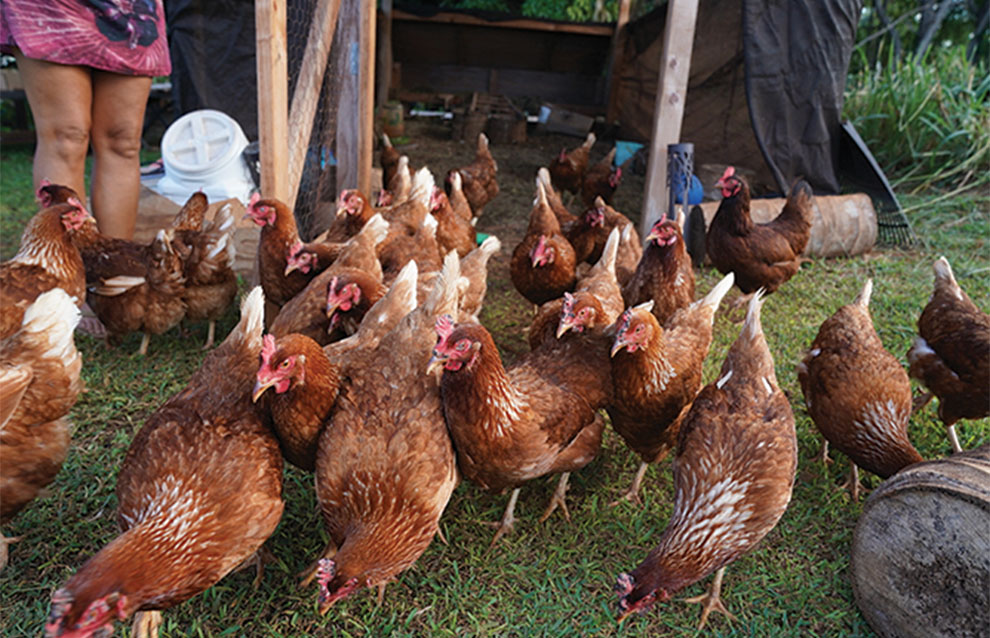 dozens of chickens emerging from shelter feeding on the grass moving towards the camera.