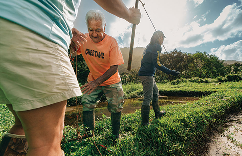 three farmers locate and harvest taro on their farmland.
