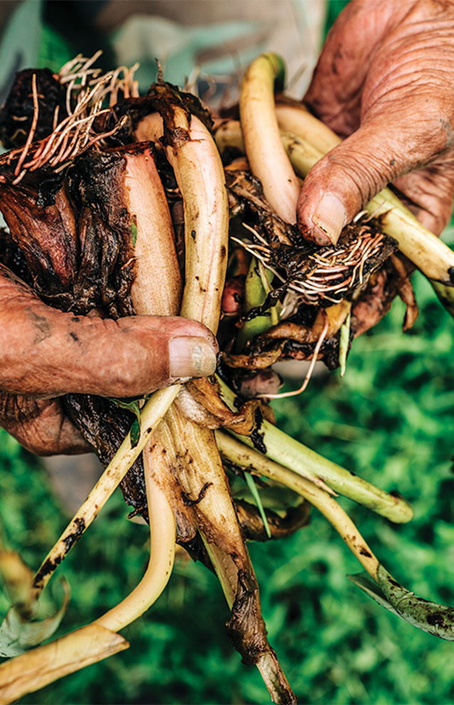 close-up of freshly harvested taro in a farmer's hands.