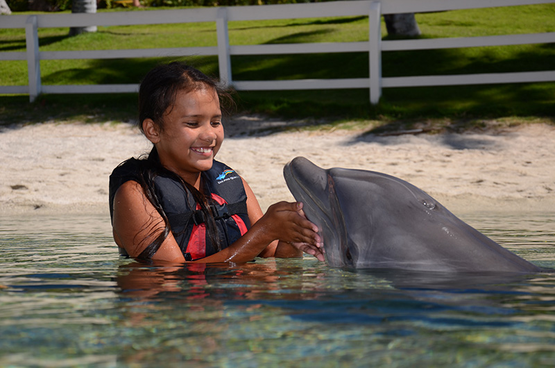 Dolphin Quest