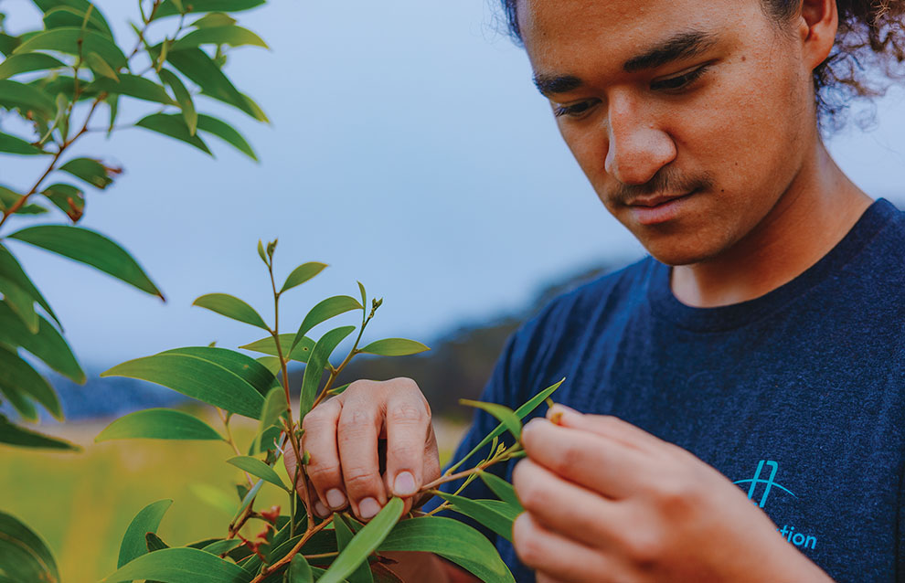 a person holding a branch with leaves