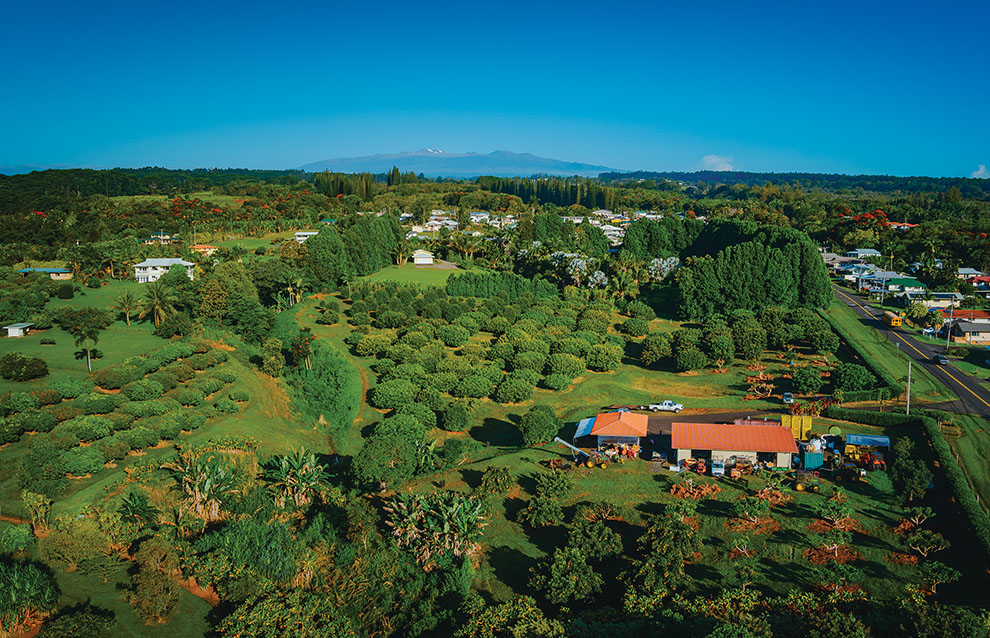 a green landscape with trees and buildings